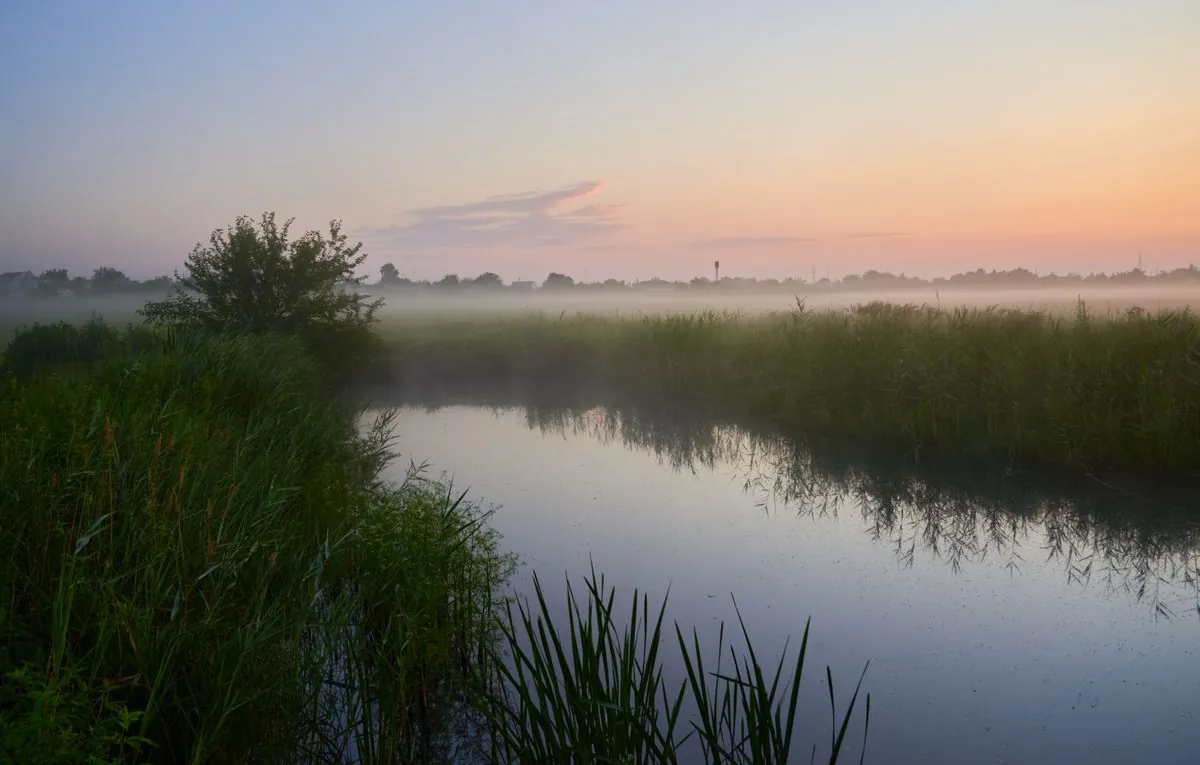 Reed beds at dawn with mist over the water